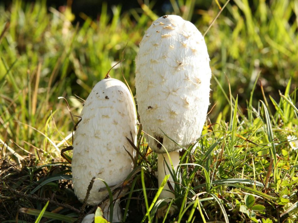 Coprinus comatus: der Tintenpilz